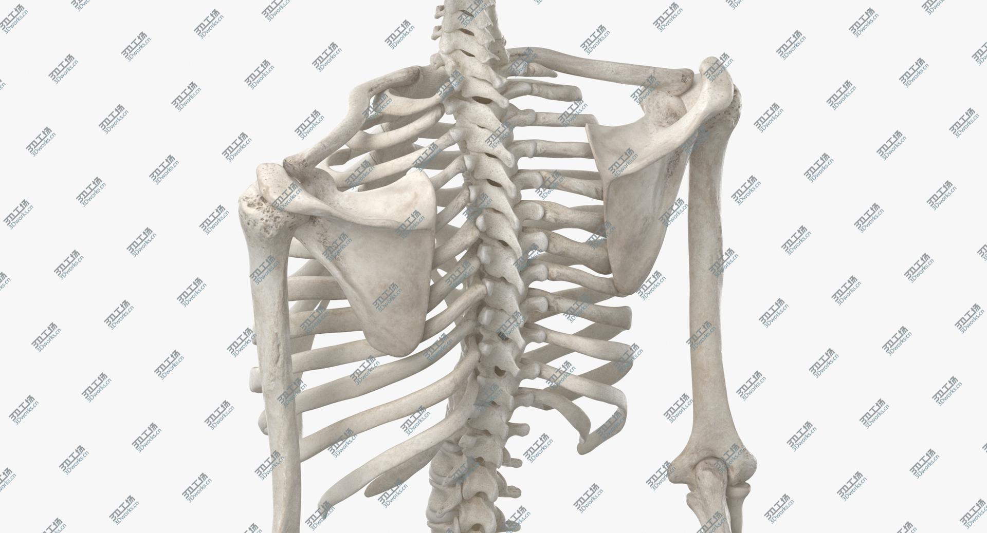 images/goods_img/202104021/3D Real Human Rib Cage Spine Male Skull Calvicle Scapula and Arms Bones Anatomy With Disks White/5.jpg